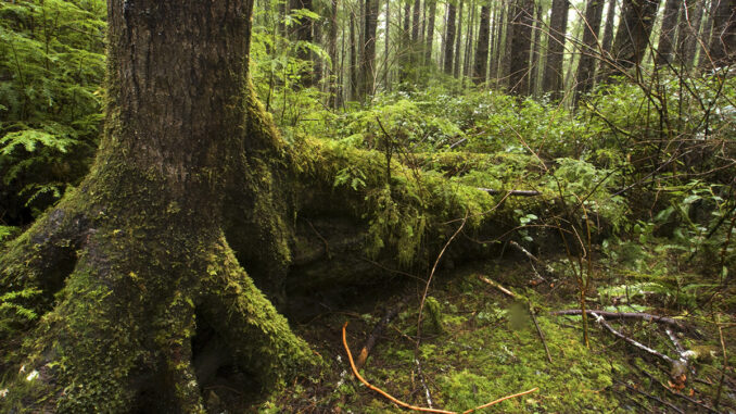 oldgrowth